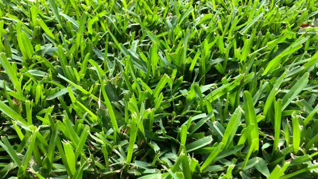 st. augustine florida grass
