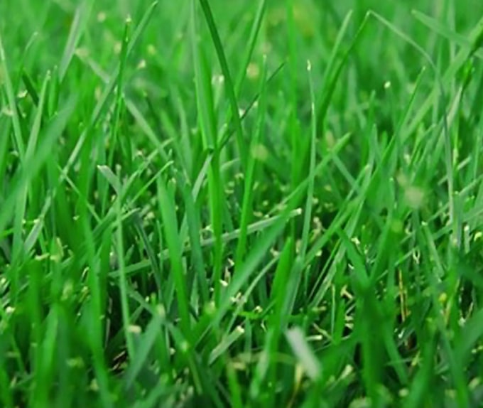 bahia type of florida grass