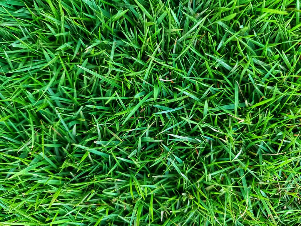 zoysia grass lawn